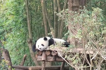 Chengu Panda Breeding Center